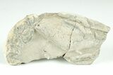 Fossil Lobster (Meyeria) - Cretaceous, Isle of Wight #206727-1